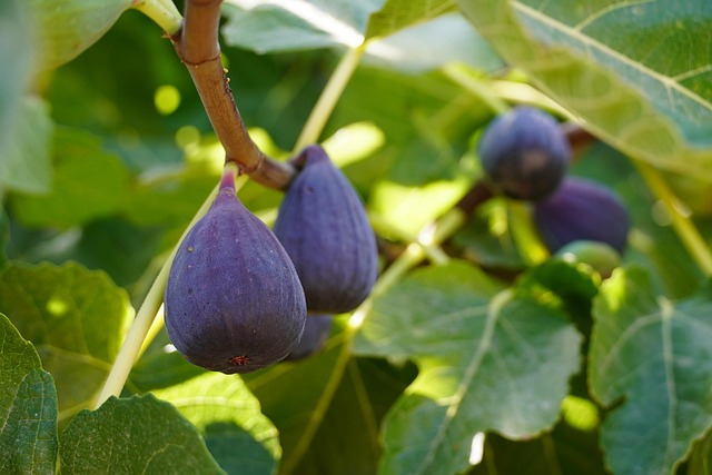 Feigenbaum überwintern » Wintertipps für deine Feige im Topf und Freiland