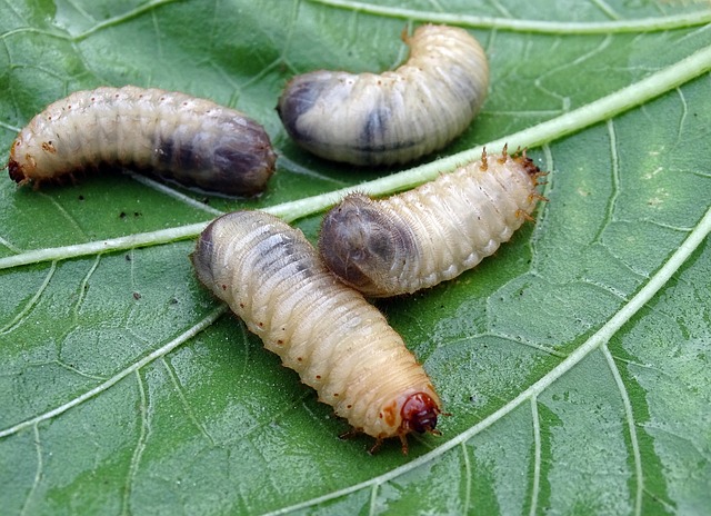 Engerlinge Raupe Engerlinge: Welche Arten es gibt und wie man sie erkennt - Home