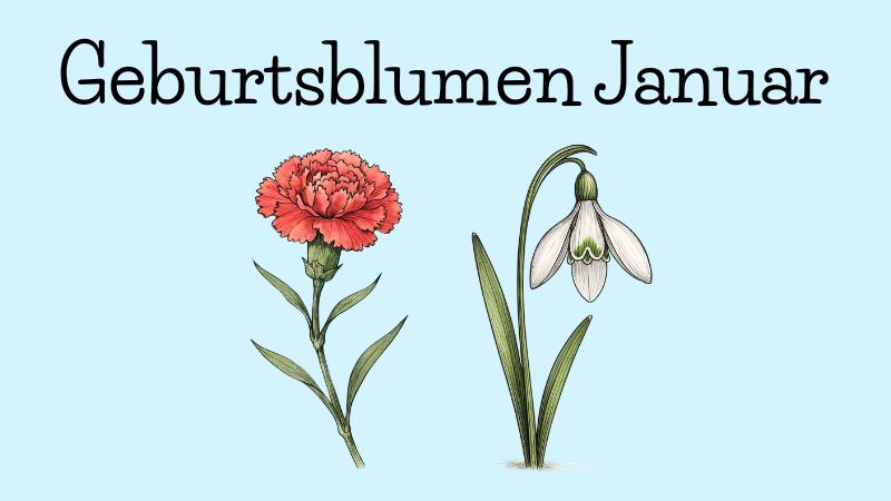Geburtsblumen Januar