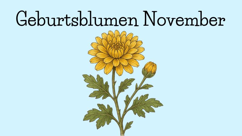 Geburtsblumen November