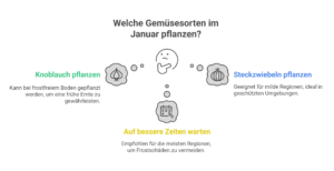 Welches Gemüse im Januar pflanzen