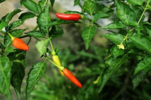 Chili kann man bereits im Januar in Innenräumen aussäen, damit sie bis zum Auspflanzen groß genug sind.