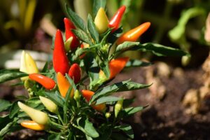 Chili im Dezember aussäen