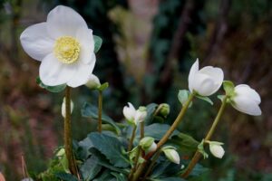 Viele Christrosen-Sorten blühen den ganzen Januar hindurch.