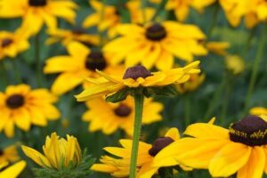 Zahlreiche Stauden blühen im August (hier: Rudbeckia)