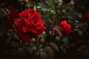 Typisch für den Juli: Viele Wildrosen und Zierrosen blühen jetzt