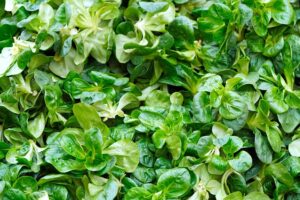 Feldsalat im September säen