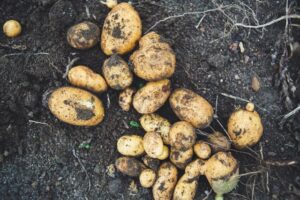 Kartoffeln im Juli pflanzen? Das solltest du im Frühjahr bereits vorbereiten!
