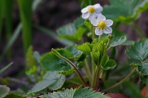 Erdbeeren im Oktober pflanzen