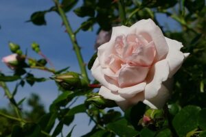 Wurzelnackte Rosen kann man im Januar pflanzen, wenn der Bodenfrost das Graben eines Loches zulässt.