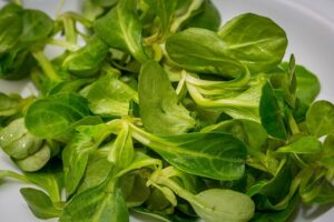 Im geschützten Frühbeet oder im Gewächshaus kann man im November noch Feldsalat aussäen.