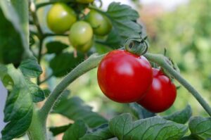 Tomaten kannst du bereits jetzt im Februar drinnen in Töpfen aussäen.