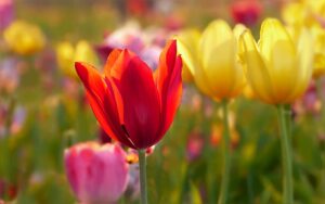 Tulpenzwiebeln kann man gut im Oktober pflanzen.