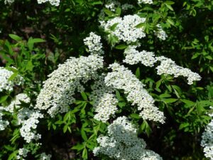 Die Brautspiere blüht im April und Mai