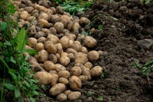 Die ersten Kartoffeln kann man im April pflanzen